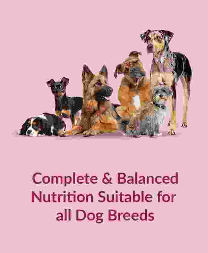 pet-shop-image-4-4