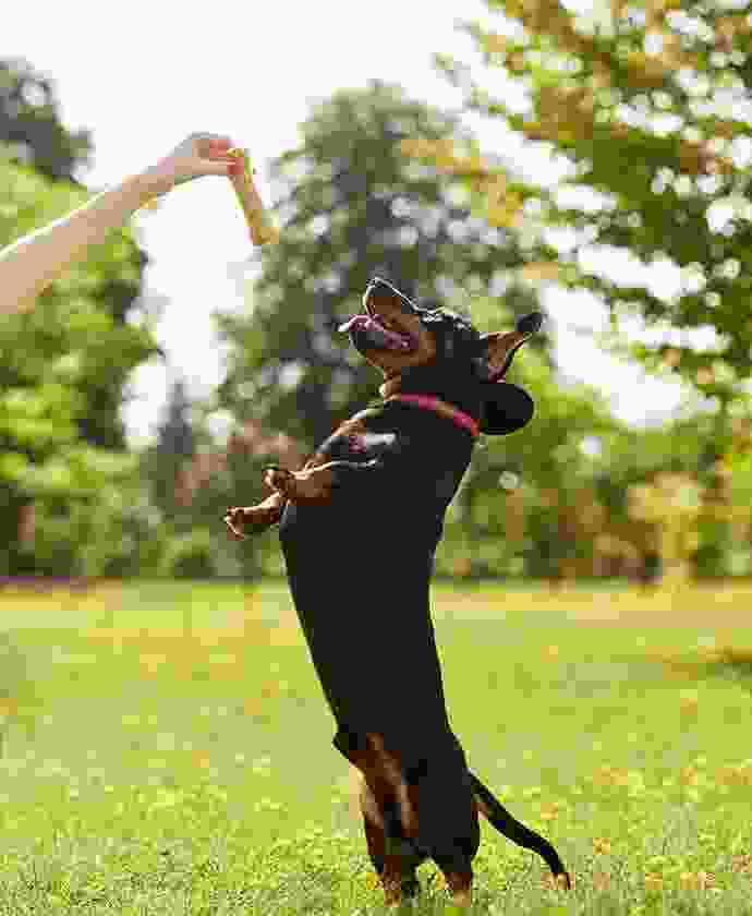 pet-shop-image-8-3
